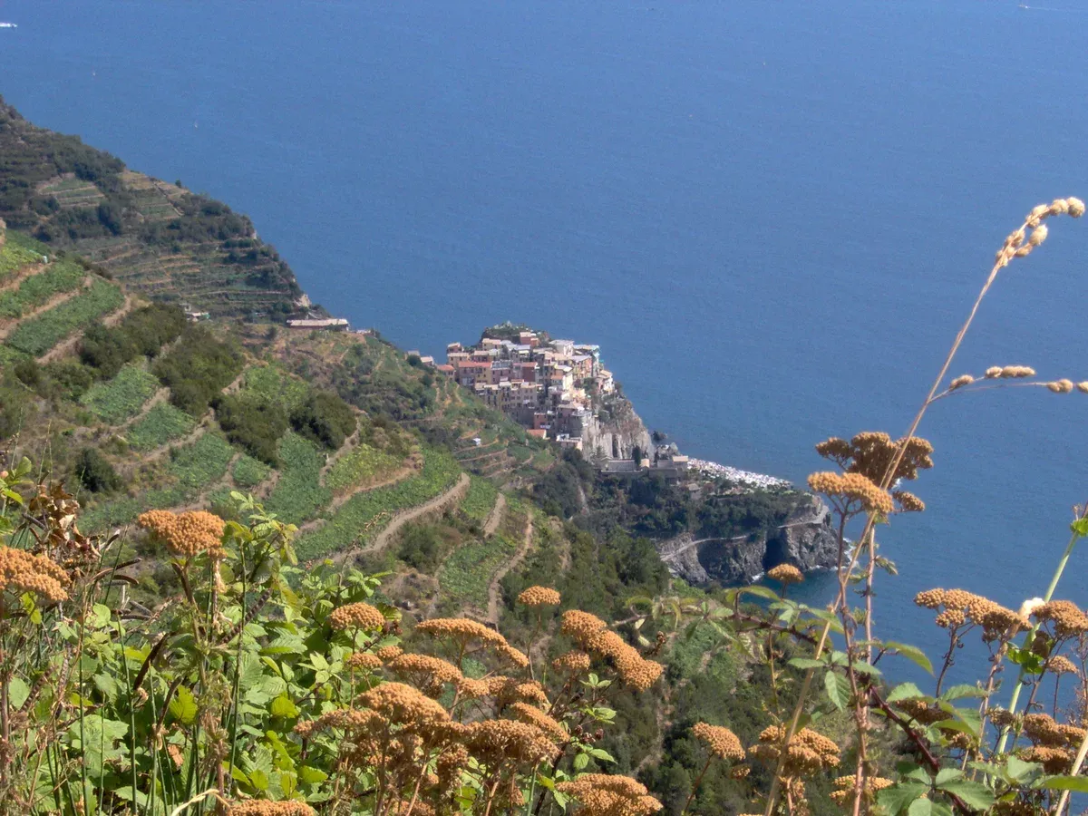 Terraced vineyards above Manarola, Cinque Terre, Italy